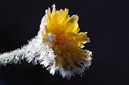 蒲公英,冰花,冻结