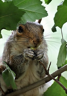 松鼠,公园,动物