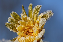 蒲公英,冰花,冻结