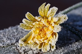 蒲公英,冰花,冻结