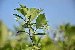 新的增长,春,萌芽