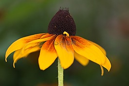 花,太阳帽子,黄棕