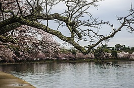 樱花节,华盛顿特区,樱桃树