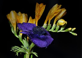 鸢尾科,黄,花卉