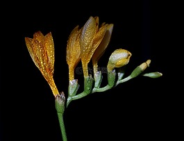 鸢尾科,黄,花卉