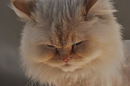喜马拉雅,喜马拉雅猫,雌猫