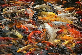 鱼,锦鲤,荷塘