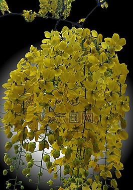 黄色 ipê,花卉,巴西