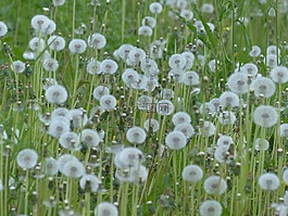 蒲公英,普通的蒲公英,蒲公英教派 ruderalia