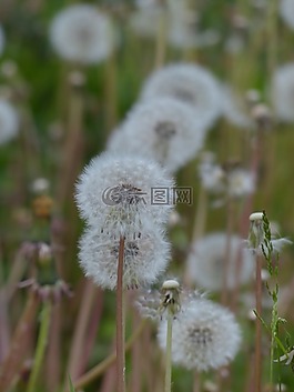 蒲公英,普通的蒲公英,蒲公英教派 ruderalia