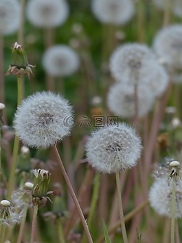 蒲公英,普通的蒲公英,蒲公英教派 ruderalia