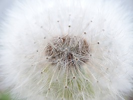 蒲公英,普通的蒲公英,蒲公英教派 ruderalia
