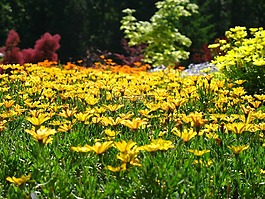金光菊,花园,苏珊