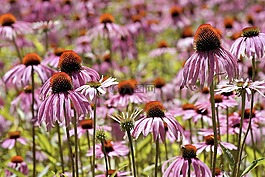 金光菊,花,太阳帽子