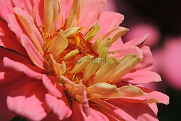 百日草,花的,花