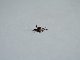 刻度线,寄生虫,疾病