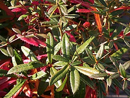 秋季,植物,叶子