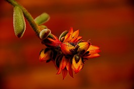 花园,植物,脂肪
