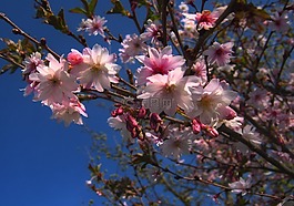 树,开花,春天