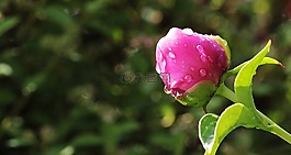 牡丹,芽,牡丹花蕾