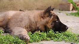 狗,小动物,动物