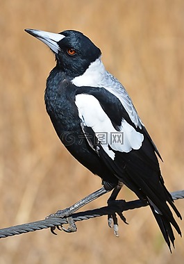 喜鹊,澳大利亚,自然
