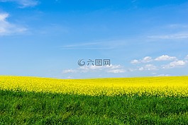 菜子,景观,天空