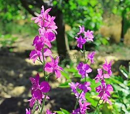 夏季,鲜花,夏季花卉