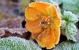 冰花,晶体,eiskristalle