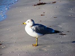 ring billed 海鸥,海,海鸥