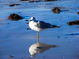 ring billed 海鸥,海,海鸥