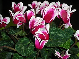 鲜花,秋季,植物
