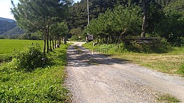 森林,吉,国家