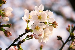 樱,花枝,桠