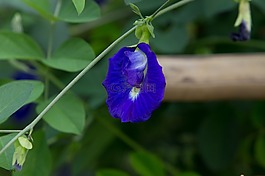 豌豆,绿,花