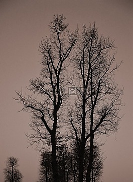 树,天空,梯度