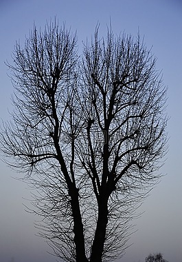 树,天空,梯度