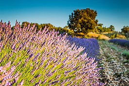 levandula,场,国家