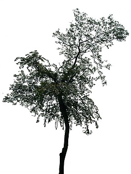 unknow,name,tree
