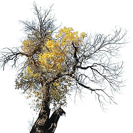 unknow,name,tree