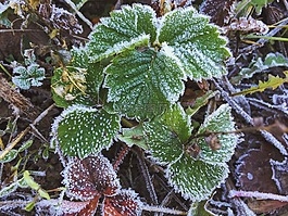 叶子,草莓,冻结