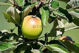 苹果,生物,生物苹果