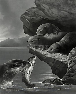奥特,水獭,年轻