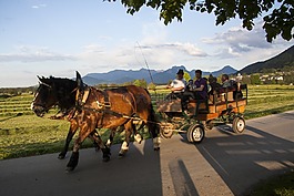 马,马车,更多