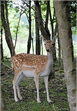 鹿,有蹄類動物,小鹿