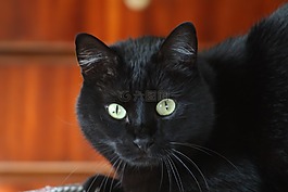 黑色,猫,宠物