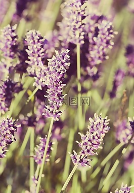 鲜花,薰衣草,特写