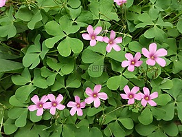 爱的第一个,pulkkot,小花