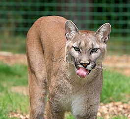 美洲狮,山狮,动物