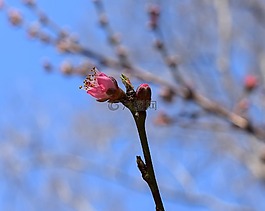 桃花芽开放,桃树,芽